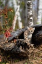 Cougar Kitten Puma concolor Stands In Log Crossed Paws Autumn