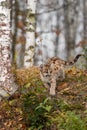 Cougar Kitten (Puma concolor) Steps Down Hill Next to Birch Tree Autumn Royalty Free Stock Photo