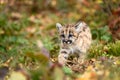 Cougar Kitten (Puma concolor) Steps Forward Across Ground Autumn