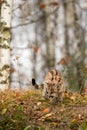 Cougar Kitten Puma concolor Turns to Prowl Down Embankment Autumn Royalty Free Stock Photo