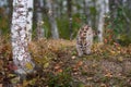 Cougar Kitten (Puma concolor) Walks Down Embankment Looking Right Autumn