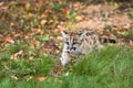 Cougar Kitten (Puma concolor) Walks Through Leaves and Grass Autumn