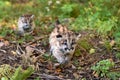 Cougar Kittens (Puma concolor) Creep Along Ground Autumn