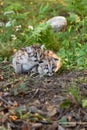 Cougar Kittens (Puma concolor) Huddle Together Autumn
