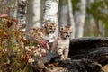 Cougar Kittens (Puma concolor) on Log Looking Out Near Woods Autumn Royalty Free Stock Photo