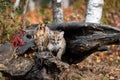 Cougar Kittens Puma concolor In Log One Stepping Out One Stepping In Autumn