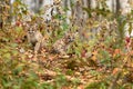 Cougar Kittens (Puma concolor) Looks Out From Amongst Weeds Autumn