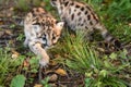 Cougar Kittens (Puma concolor) One Stepping Forward One Walking Away Autumn