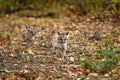 Cougar Kittens (Puma concolor) Run Down Forest Trail Autumn