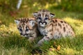 Cougar Kittens (Puma concolor) Sit Together Autumn