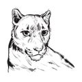 Cougar large felid native to Americas isoated wildlife cat. Digita art illustration of mountain lion, puma, red tiger and