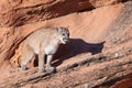 Cougar on ledge of red sandstone in Utah`s desert southwest Royalty Free Stock Photo