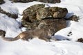 A Cougar or Mountain lion Puma concolor resting in the winter snow in Montana, USA Royalty Free Stock Photo