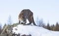 A Cougar or Mountain lion Puma concolor walking on top of rocky mountain in the winter snow Royalty Free Stock Photo