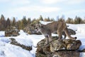 A Cougar or Mountain lion Puma concolor walking on top of rocky mountain in the winter snow in Montana, USA Royalty Free Stock Photo