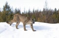 A Cougar or Mountain lion Puma concolor walking on top of rocky mountain in the winter snow in Montana, USA Royalty Free Stock Photo