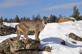 A Cougar or Mountain lion Puma concolor walking in the winter snow in Montana, USA Royalty Free Stock Photo