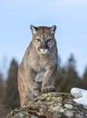 A Cougar or Mountain lion Puma concolor walking in the winter snow in Montana, USA Royalty Free Stock Photo