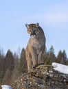 A Cougar or Mountain lion Puma concolor walking in the winter snow in Montana, USA Royalty Free Stock Photo