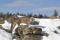 A Cougar or Mountain lion Puma concolor walking in the winter snow in Montana, USA Royalty Free Stock Photo