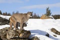 A Cougar or Mountain lion Puma concolor walking in the winter snow in Montana, USA Royalty Free Stock Photo