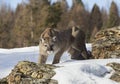 A Cougar or Mountain lion Puma concolor walking in the winter snow in Montana, USA Royalty Free Stock Photo