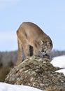 A Cougar or Mountain lion Puma concolor walking in the winter snow in Montana, USA Royalty Free Stock Photo