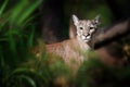 Cougar, mountain lion, puma on dark background