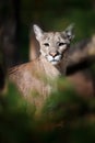 Cougar, mountain lion, puma on dark background