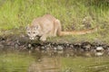 Cougar near pond closeup posed to strike. Royalty Free Stock Photo