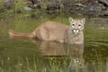Cougar in pond closeup Royalty Free Stock Photo