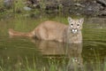 Cougar in pond closeup