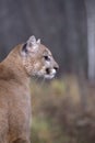 Cougar portrait