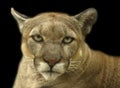 Cougar portrait