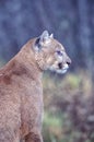 Cougar profile is sitting position