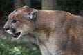 Cougar on the Prowl Royalty Free Stock Photo