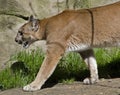 Cougar on the prowl Royalty Free Stock Photo