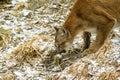 Cougar on the prowl Royalty Free Stock Photo