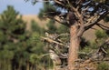 COUGAR puma concolor, ADULT HIDING BEHIND TREE, MONTANA