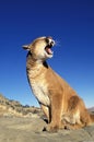 Cougar, puma concolor, Adult sitting on Rock, Snarling, Montana