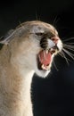 COUGAR puma concolor, ADULT SNARLING