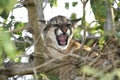 Cougar, puma concolor, Adult snarling, Perched in Tree, Los Lianos in Venezuela