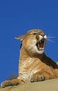 COUGAR puma concolor, ADULT SNARLING ON ROCK, MONTANA