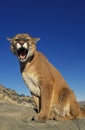 COUGAR puma concolor, ADULT STANDING ON ROCK, SNARLING, MONTANA