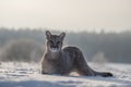 Cougar Puma concolor, also commonly known as the mountain lion, puma, panther, or catamount. is the greatest of any large wild t Royalty Free Stock Photo