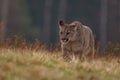 Cougar Puma concolor, also commonly known as the mountain lion, puma, panther, or catamount. is the greatest of any large wild t