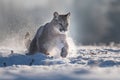 Cougar Puma concolor, also commonly known as the mountain lion, puma, panther, or catamount. is the greatest of any large wild t