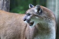 The cougar Puma concolor, also commonly known by other names including catamount, mountain lion, panther and puma Royalty Free Stock Photo