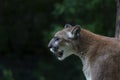 The cougar Puma concolor, also commonly known by other names including catamount, mountain lion, panther and puma