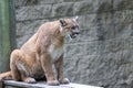 The cougar Puma concolor, also commonly known by other names including catamount, mountain lion, panther and puma